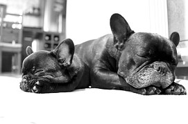 asleep-dogs